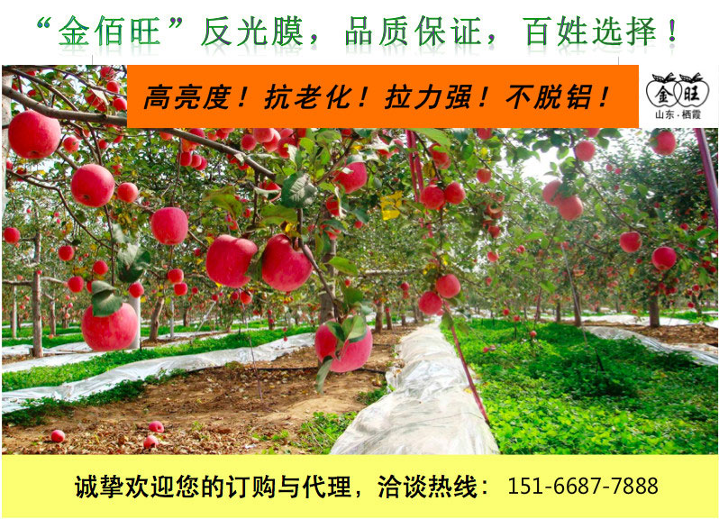 苹果反光膜